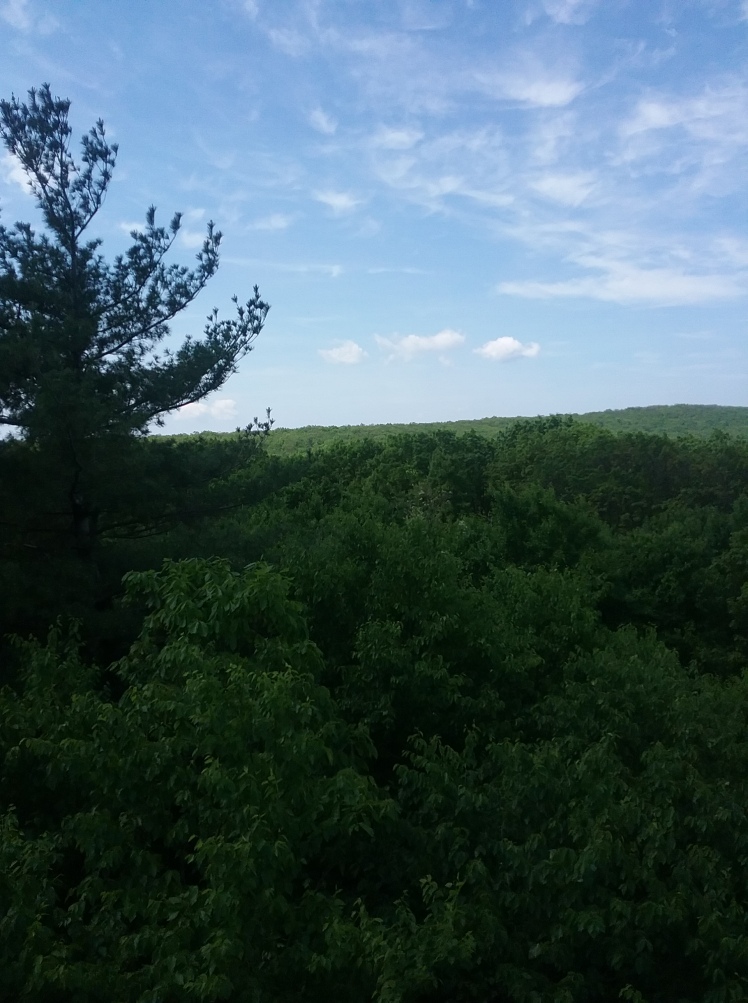 Trees and sky from the Pole Steeple Overlook